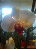 cvijet orhideje1